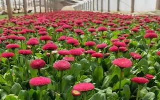 雛菊的種植方法，用溫水浸種后再播入盆土中