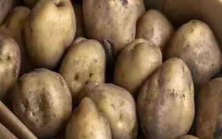 如何防止土豆變綠，需放在避光的地方