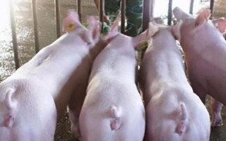 三元母豬如何配種，配種之前需要進(jìn)行飼料調(diào)整