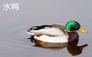 番鴨和水鴨的區(qū)別，外觀、習(xí)性和科屬均不同