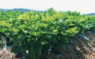 夏季高溫怎么種植芹菜，按照10厘米左右的間距播種