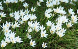 什么是白花蔥蘭，屬于石蒜科、蔥蓮屬植物