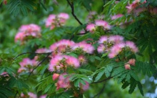 怎么養(yǎng)合歡花，在生長期間應該保證有足夠的光照