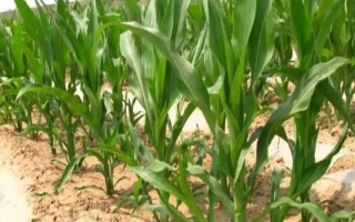 大民3307玉米品種的特性