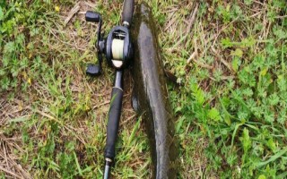 傳統(tǒng)釣黑魚所用魚竿，用7-9米的長(zhǎng)竿比較合適