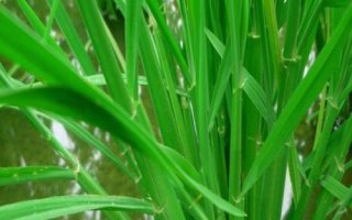 稼信3號(hào)水稻品種簡(jiǎn)介，該品種主莖12片葉