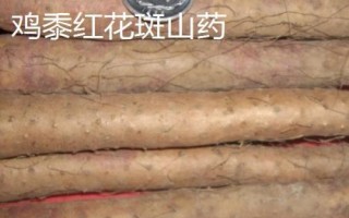 山東省金鄉(xiāng)縣的特產(chǎn)，胡集白梨瓜走俏全國