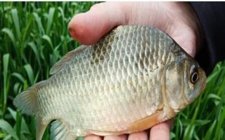 釣獲的鯽魚喂什么東西，一般可飼喂動(dòng)物性飼料