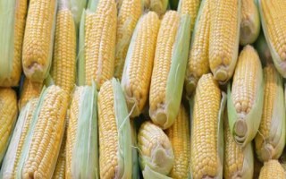 恒宇8111玉米種子特征特性，中抗大斑病