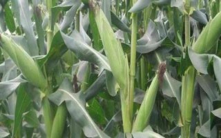 綠育黃粘529玉米種子簡介，中抗大斑病