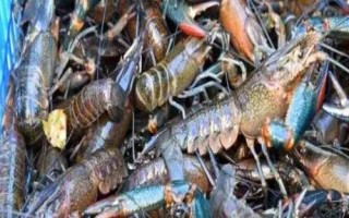 養(yǎng)殖澳洲龍蝦的方法，前期應主喂動物性飼料