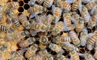 蜜蜂有幾種類型的蜂，分別是蜂王、工蜂和雄蜂