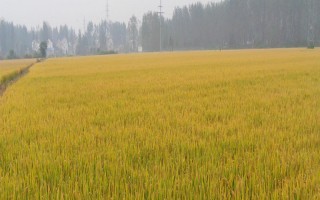 兩優(yōu)383水稻種子介紹，全生育期136天左右