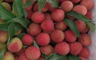 掛紅荔枝簡介，是一種遲熟荔枝品種