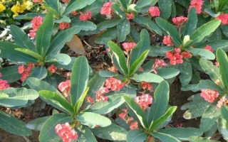虎刺梅如何過冬，四季都能開花