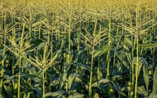 華安513玉米種子特征特性，中抗紋枯?。ú≈?4）