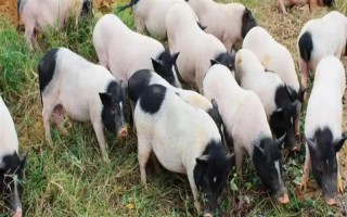 養(yǎng)10只香豬的年利潤(rùn)，減去成本后一年可獲利2萬(wàn)元左右