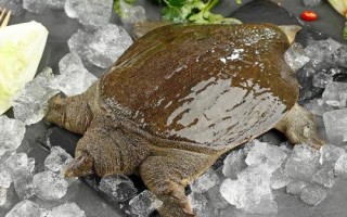 甲魚為何別稱王八，原因是腹部具有特殊紋路
