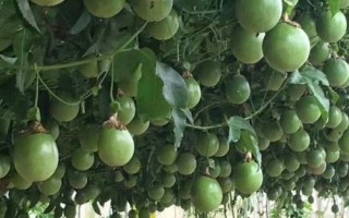 百香果對環(huán)境的要求，1-2年時間才能掛果