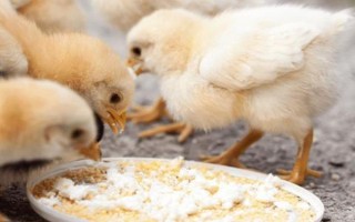 小雞可以吃的食物有哪些，可飼喂煮熟的大米或小米