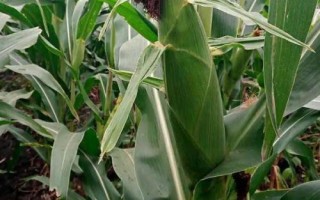 谷大822玉米種子特征特性，中抗穗腐病