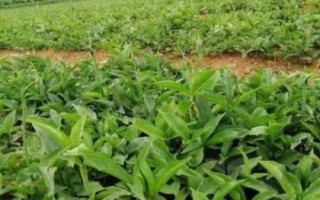 半夏的種植技術(shù)，可用塊莖、珠芽和種子繁殖