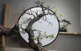 海棠花何時開放，不同品種的花期有區(qū)別