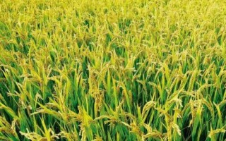 吉優(yōu)258水稻種簡介，秈型三系雜交水稻品種