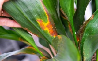 維生素c能澆哪些植物，可以澆綠蘿、茉莉花等