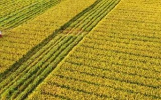 水稻畝產(chǎn)多少，高產(chǎn)稻為1000-1200斤左右/畝