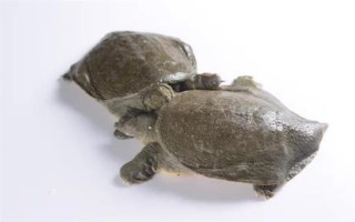 怎么養(yǎng)殖甲魚，每天可以投喂3次