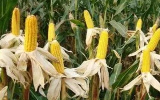 隆平701玉米種子簡(jiǎn)介，4月下旬至5月上旬播種