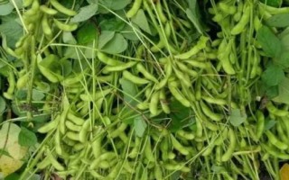 皖豆61大豆種子特征特性，適時(shí)防治病蟲草害