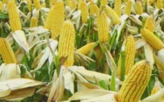 云瑞108玉米種的特征特性，區(qū)試平均生育期為128天