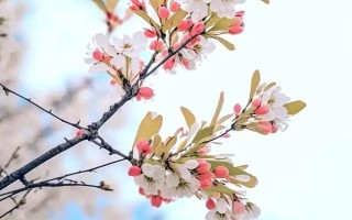 海棠花的寓意是什么，寓意苦戀、頑強不倒等