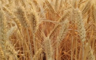 豐德存麥22品種介紹，全生育期為230.2天