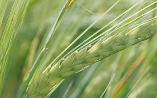 鑫麥296小麥種子特征特性，每畝基本苗15～18萬