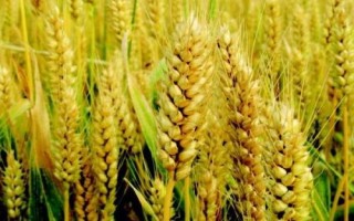 春曉158小麥種子介紹，每畝適宜基本苗16～18萬