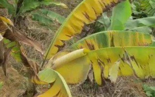 枯萎病發(fā)生的因素，主要是環(huán)境因素和其他生物浸染所致