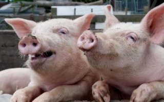 豬各個階段用什么飼料，不同階段的飼料配比不同