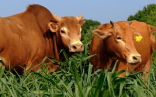 黃牛有什么特點，四肢勻稱、肌肉發(fā)達、適應能力強