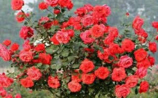在哪里購買樹狀月季苗，苗木企業(yè)和花卉市場是適宜選擇