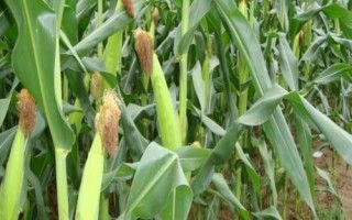 周億2號玉米品種的特性，云南最佳播種節(jié)令4-5月份