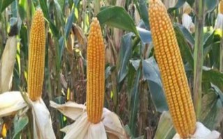 蝶爆240玉米種子特征特性，出苗至成熟122天左右