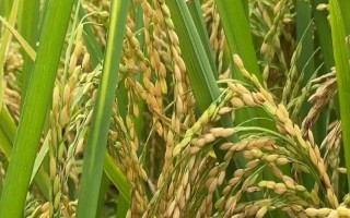盛粳158水稻種子簡(jiǎn)介，4月15日播種