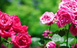 春天開哪些花，常見的有矮牽牛、杜鵑花等