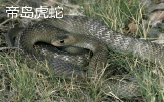 虎蛇有哪些品種，包括普通虎蛇、西方虎蛇、帝島虎蛇等種類