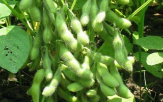 中黃58（中作06-39）大豆品種簡(jiǎn)介，種植密度每畝3-5萬(wàn)株