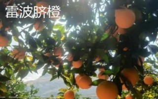 四川省西昌市的特產(chǎn)，彝族漆器是必帶的旅游紀(jì)念品