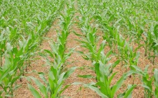 金泰99玉米種子特點(diǎn)，畝植密度3000株左右